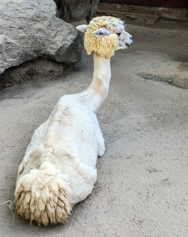 dali-llama